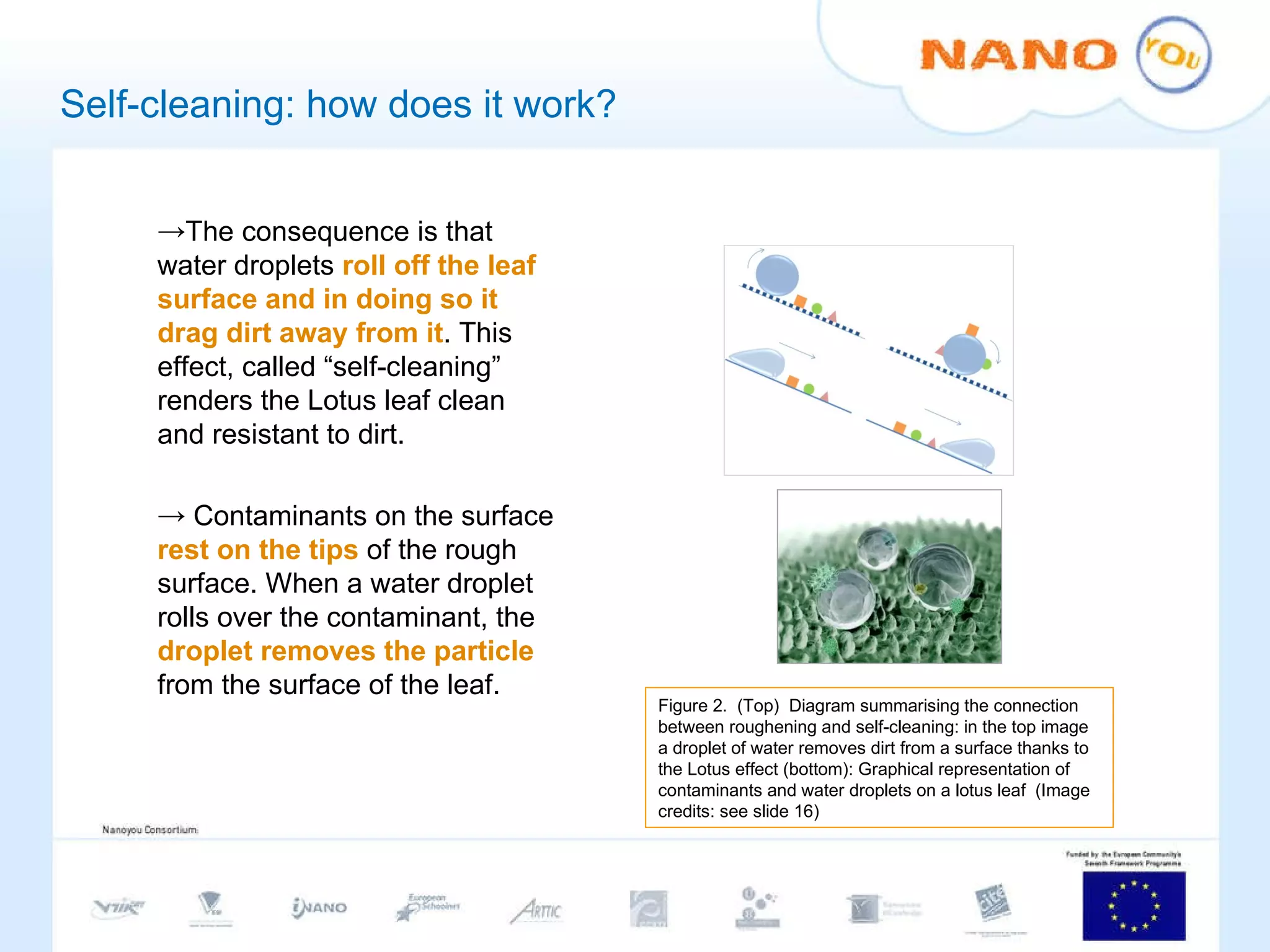 Self-cleaning: how does it work? The consequence is that water droplets  roll off the leaf surface and in doing so it drag dirt away from it . This effect, called “self-cleaning” renders the Lotus leaf clean and resistant to dirt.   Contaminants on the surface  rest on the tips  of the rough surface. When a water droplet rolls over the contaminant, the  droplet removes the particle  from the surface of the leaf.   Figure 2.  (Top)  Diagram summarising the connection between roughening and self-cleaning: in the top image a droplet of water removes dirt from a surface thanks to the Lotus effect (bottom): Graphical representation of contaminants and water droplets on a lotus leaf  (Image credits: see slide 16) 