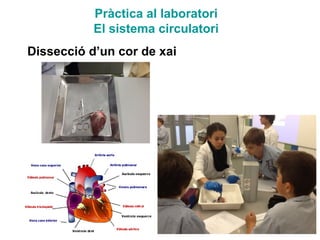 Pràctica al laboratori
El sistema circulatori
Dissecció d’un cor de xai
 