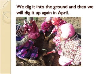We dig it into the ground and then we
will dig it up again in April.
 