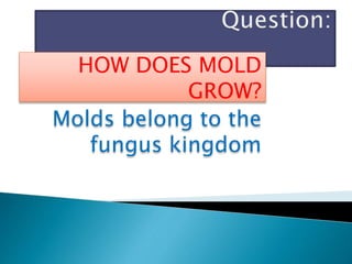 HOW DOES MOLD
GROW?
Molds belong to the
fungus kingdom
 