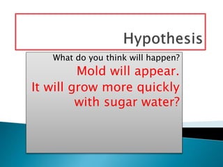 What do you think will happen?
Mold will appear.
It will grow more quickly
with sugar water?
 