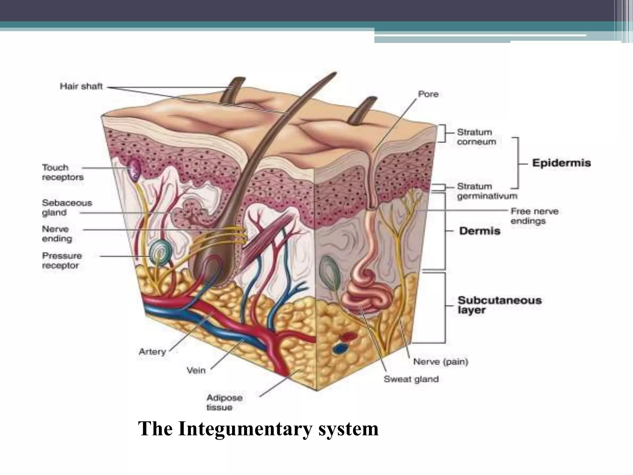 Integement Model To study the Integumentary and Special senses using specimen, models | PPTX