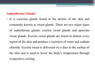 Sudoriferous Glands:
• It is exocrine glands found in the dermis of the skin and
commonly known as sweat glands. There are two major types
of sudoriferous glands: eccrine sweat glands and apocrine
sweat glands. Eccrine sweat glands are found in almost every
region of the skin and produce a secretion of water and sodium
chloride. Eccrine sweat is delivered via a duct to the surface of
the skin and is used to lower the body’s temperature through
evaporative cooling.
 