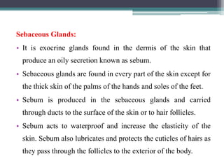 Sebaceous Glands:
• It is exocrine glands found in the dermis of the skin that
produce an oily secretion known as sebum.
• Sebaceous glands are found in every part of the skin except for
the thick skin of the palms of the hands and soles of the feet.
• Sebum is produced in the sebaceous glands and carried
through ducts to the surface of the skin or to hair follicles.
• Sebum acts to waterproof and increase the elasticity of the
skin. Sebum also lubricates and protects the cuticles of hairs as
they pass through the follicles to the exterior of the body.
 