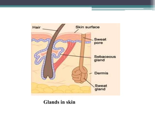 Glands in skin
 
