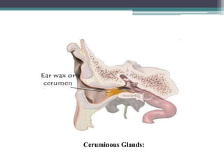 Ceruminous Glands:
 