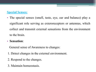 Special Senses:
• The special senses (smell, taste, eye, ear and balance) play a
significant role serving as exteroreceptors or antennas, which
collect and transmit external sensations from the environment
to the brain.
• Sensation:
General sense of Awareness to changes:
1. Detect changes in the external environment.
2. Respond to the changes.
3. Maintain homeostasis.
 