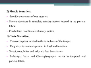 2) Muscle Sensation:
• Provide awareness of our muscles.
• Stretch receptors in muscles; sensory nerves located in the parietal
lobes.
• Cerebellum coordinate voluntary motion.
3) Taste Sensation:
• Chemoreceptors located in the taste buds of the tongue.
• They detect chemicals present in food and in saliva.
• Sweet, sour, bitter and salty are four basic tastes.
• Pathways; Facial and Glossopharyngeal nerves in temporal and
parietal lobes.
 