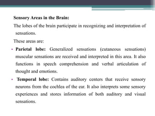 Sensory Areas in the Brain:
The lobes of the brain participate in recognizing and interpretation of
sensations.
These areas are:
• Parietal lobe: Generalized sensations (cutaneous sensations)
muscular sensations are received and interpreted in this area. It also
functions in speech comprehension and verbal articulation of
thought and emotions.
• Temporal lobe: Contains auditory centers that receive sensory
neurons from the cochlea of the ear. It also interprets some sensory
experiences and stores information of both auditory and visual
sensations.
 