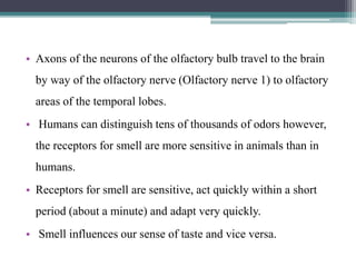 • Axons of the neurons of the olfactory bulb travel to the brain
by way of the olfactory nerve (Olfactory nerve 1) to olfactory
areas of the temporal lobes.
• Humans can distinguish tens of thousands of odors however,
the receptors for smell are more sensitive in animals than in
humans.
• Receptors for smell are sensitive, act quickly within a short
period (about a minute) and adapt very quickly.
• Smell influences our sense of taste and vice versa.
 