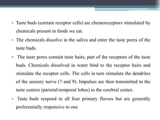 • Taste buds (contain receptor cells) are chemoreceptors stimulated by
chemicals present in foods we eat.
• The chemicals dissolve in the saliva and enter the taste pores of the
taste buds.
• The taste pores contain taste hairs, part of the receptors of the taste
buds. Chemicals dissolved in water bind to the receptor hairs and
stimulate the receptor cells. The cells in turn stimulate the dendrites
of the sensory nerve (7 and 9). Impulses are then transmitted to the
taste centers (parietal-temporal lobes) in the cerebral cortex.
• Taste buds respond to all four primary flavors but are generally
preferentially responsive to one
 