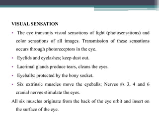 VISUAL SENSATION
• The eye transmits visual sensations of light (photosensations) and
color sensations of all images. Transmission of these sensations
occurs through photoreceptors in the eye.
• Eyelids and eyelashes; keep dust out.
• Lacrimal glands produce tears, cleans the eyes.
• Eyeballs: protected by the bony socket.
• Six extrinsic muscles move the eyeballs; Nerves #s 3, 4 and 6
cranial nerves stimulate the eyes.
All six muscles originate from the back of the eye orbit and insert on
the surface of the eye.
 
