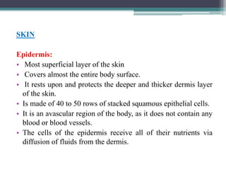 SKIN
Epidermis:
• Most superficial layer of the skin
• Covers almost the entire body surface.
• It rests upon and protects the deeper and thicker dermis layer
of the skin.
• Is made of 40 to 50 rows of stacked squamous epithelial cells.
• It is an avascular region of the body, as it does not contain any
blood or blood vessels.
• The cells of the epidermis receive all of their nutrients via
diffusion of fluids from the dermis.
 