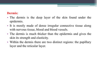 Dermis:
• The dermis is the deep layer of the skin found under the
epidermis.
• It is mostly made of dense irregular connective tissue along
with nervous tissue, blood and blood vessels.
• The dermis is much thicker than the epidermis and gives the
skin its strength and elasticity.
• Within the dermis there are two distinct regions: the papillary
layer and the reticular layer.
 