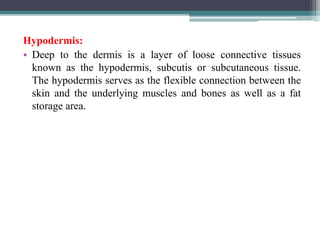 Hypodermis:
• Deep to the dermis is a layer of loose connective tissues
known as the hypodermis, subcutis or subcutaneous tissue.
The hypodermis serves as the flexible connection between the
skin and the underlying muscles and bones as well as a fat
storage area.
 