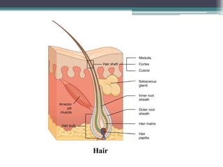 Hair
 