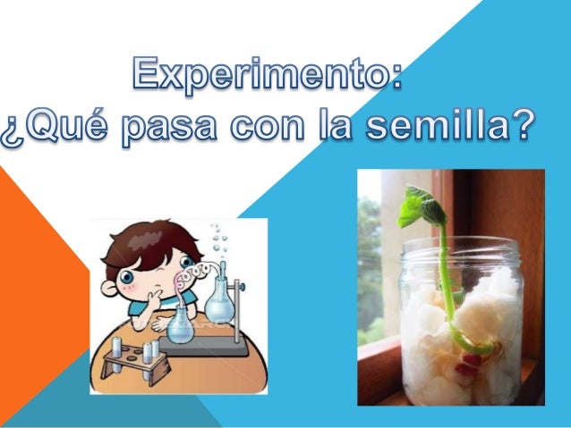 como se hace un germinado de frijol