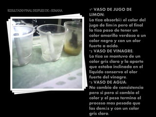 1* VASO DE JUGO DE
LIMON:
La tiza absorbió el color del
jugo de limón pero al final
la tiza paso de tener un
color amarillo verdoso a un
color negro y con un olor
fuerte a acido.
*2 VASO DE VINAGRE:
La tiza se mantuvo de un
color gris claro y la aparte
que estaba inclinada en el
liquido conservo el olor
fuerte del vinagre.
*3 VASO DE AGUA:
No cambio de consistencia
pero si pero si cambio el
color y el peso termino el
proceso mas pesada que
las demás y con un color
gris claro.
 