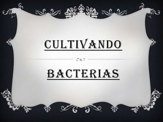 CULTIVANDO
BACTERIAS

 