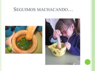 SEGUIMOS MACHACANDO…
 