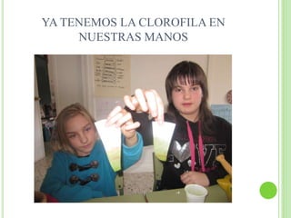 YA TENEMOS LA CLOROFILA EN
NUESTRAS MANOS
 