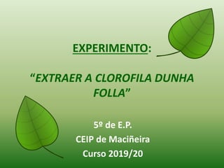 EXPERIMENTO:
“EXTRAER A CLOROFILA DUNHA
FOLLA”
5º de E.P.
CEIP de Maciñeira
Curso 2019/20
 