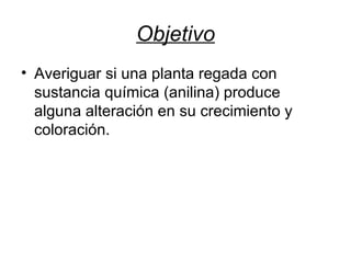Objetivo Averiguar si una planta regada con sustancia química (anilina) produce alguna alteración en su crecimiento y coloración. 