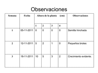 Observaciones Crecimiento evidente. 2 3 5 10 18-11-2011 3 Pequeños brotes 0 1 2 5 12-11-2011 2 Semilla hinchada 0 0 0 0 05-11-2011 1 4 3 2 1 Observaciones Altura de la planta  (cm) Fecha Semana 