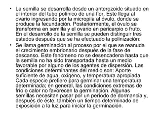 La semilla se desarrolla desde un anterozoide situado en el interior del tubo polínico de una flor. Éste llega al ovario ingresando por la micropila al óvulo, donde se produce la fecundación. Posteriormente, el óvulo se transforma en semilla y el ovario en pericarpio o fruto. En el desarrollo de la semilla se pueden distinguir tres estados después que se ha efectuado la polinización: Se llama germinación al proceso por el que se reanuda el crecimiento embrionario después de la fase de descanso. Este fenómeno no se desencadena hasta que la semilla no ha sido transportada hasta un medio favorable por alguno de los agentes de dispersión. Las condiciones determinantes del medio son: Aporte suficiente de agua, oxígeno, y temperatura apropiada. Cada especie prefiere para germinar una temperatura determinada; en general, las condiciones extremas de frío o calor no favorecen la germinación. Algunas semillas necesitan pasar por un período de dormancia y, después de éste, también un tiempo determinado de exposición a la luz para iniciar la germinación. 