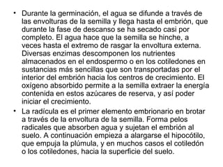 Durante la germinación, el agua se difunde a través de las envolturas de la semilla y llega hasta el embrión, que durante la fase de descanso se ha secado casi por completo. El agua hace que la semilla se hinche, a veces hasta el extremo de rasgar la envoltura externa. Diversas enzimas descomponen los nutrientes almacenados en el endospermo o en los cotiledones en sustancias más sencillas que son transportadas por el interior del embrión hacia los centros de crecimiento. El oxígeno absorbido permite a la semilla extraer la energía contenida en estos azúcares de reserva, y así poder iniciar el crecimiento. La radícula es el primer elemento embrionario en brotar a través de la envoltura de la semilla. Forma pelos radicales que absorben agua y sujetan el embrión al suelo. A continuación empieza a alargarse el hipocótilo, que empuja la plúmula, y en muchos casos el cotiledón o los cotiledones, hacia la superficie del suelo. 