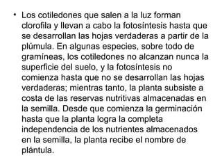 Los cotiledones que salen a la luz forman clorofila y llevan a cabo la fotosíntesis hasta que se desarrollan las hojas verdaderas a partir de la plúmula. En algunas especies, sobre todo de gramíneas, los cotiledones no alcanzan nunca la superficie del suelo, y la fotosíntesis no comienza hasta que no se desarrollan las hojas verdaderas; mientras tanto, la planta subsiste a costa de las reservas nutritivas almacenadas en la semilla. Desde que comienza la germinación hasta que la planta logra la completa independencia de los nutrientes almacenados en la semilla, la planta recibe el nombre de plántula.  