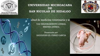 UNIVERSIDAD MICHOACANA
DE
SAN NICOLAS DE HIDALGO
Facultad de medicina veterinaria y zootecnia
UAI: MEJORAMIENTO ANIMAL
MEJORA ANIMAL
Presentado por:
SALVADOR GIL PEREZ GARCIA
 