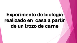 Experimento de biología
realizado en casa a partir
de un trozo de carne