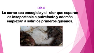 Día 5
La carne sea encogido y el olor que esparce
es insoportable a putrefacto y además
empiezan a salir los primeros gusanos.