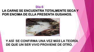 Día 6
LA CARNE SE ENCUENTRA TOTALMENTE SECA Y
POR ENCIMA DE ELLA PRESENTA GUSANOS.
Y ASÍ SE CONFIRMA UNA VEZ MÁS LA TEORÍA
DE QUE UN SER VIVO PROVIENE DE OTRO.
