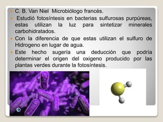  C. B. Van Niel Microbiólogo francés.
 Estudió fotosíntesis en bacterias sulfurosas purpúreas,
estas utilizan la luz para sintetizar minerales
carbohidratados.
 Con la diferencia de que estas utilizan el sulfuro de
Hidrogeno en lugar de agua.
 Este hecho sugería una deducción que podría
determinar el origen del oxigeno producido por las
plantas verdes durante la fotosíntesis.
 