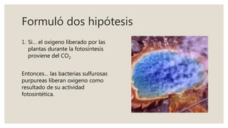 Formuló dos hipótesis
1. Si… el oxigeno liberado por las
plantas durante la fotosíntesis
proviene del CO2
Entonces… las bacterias sulfurosas
purpureas liberan oxigeno como
resultado de su actividad
fotosintética.
 