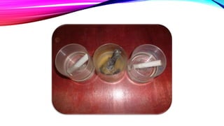 Experimento Lluvia Ácida ChelRojas 