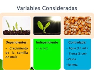 Dependientes:   Independiente    Controlada:
- Crecimiento   - La Luz        - Agua (15 ml.)
de la semilla                   - Tierra (6 cm)
de maíz.
                                -Vasos
                                -Jeringa
 