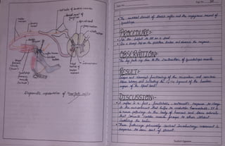 Shasp Experiment on deep knee-jerk reflex fundamentals of human physiology.pdf