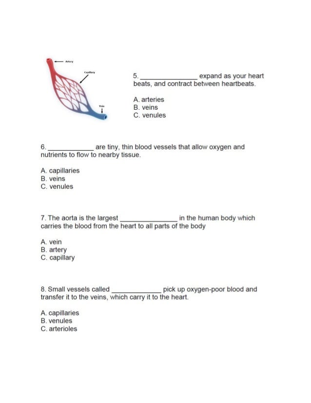 Experimentor_4u Circulation and Blood Vessels A Quiz