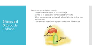 Efectos del 
Dióxido de 
Carbono 
 Comienza nuestro experimento: 
 Colocamos en una botella un poco de vinagre 
 Dentro de un globo varias cucharadas de bicarbonato 
 Ahora enganchamos el globo en el cuello de la botella sin dejar caer 
su contenido. 
 Una vez sujeto levantamos el globo y observamos lo que ocurre… 
 