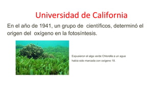 Universidad de California
En el año de 1941, un grupo de científicos, determinó el
origen del oxígeno en la fotosíntesis.
Expusieron el alga verde Chlorella a un agua
había sido marcada con oxígeno 18.
 