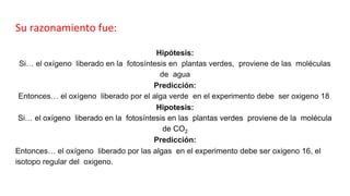 Su razonamiento fue:
Hipótesis:
Si… el oxígeno liberado en la fotosíntesis en plantas verdes, proviene de las moléculas
de agua
Predicción:
Entonces… el oxígeno liberado por el alga verde en el experimento debe ser oxigeno 18.
Hipotesis:
Si… el oxígeno liberado en la fotosíntesis en las plantas verdes proviene de la molécula
de CO2
Predicción:
Entonces… el oxígeno liberado por las algas en el experimento debe ser oxigeno 16, el
isotopo regular del oxigeno.
 