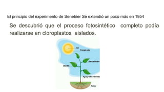 El principio del experimento de Senebier Se extendió un poco más en 1954
Se descubrió que el proceso fotosintético completo podía
realizarse en cloroplastos aislados.
 