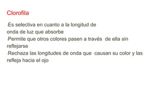 Clorofila
›Es selectiva en cuanto a la longitud de
onda de luz que absorbe
›Permite que otros colores pasen a través de ella sin
reflejarse
›Rechaza las longitudes de onda que causan su color y las
refleja hacia el ojo
 