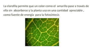 La clorofila permite que un color como el amarillo pase a través de
ella sin absorberse y la planta usa en una cantidad apreciable ,
como fuente de energía para la fotosíntesis
 