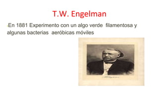 T.W. Engelman
›En 1881 Experimento con un algo verde filamentosa y
algunas bacterias aeróbicas móviles
 
