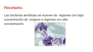 Resultados
Las bacterias aeróbicas se mueven de regiones con baja
concentración de oxígeno a regiones con alta
concentración.
 