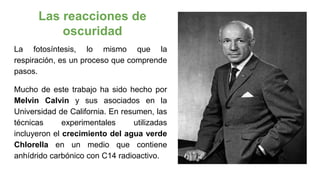 Las reacciones de
oscuridad
La fotosíntesis, lo mismo que la
respiración, es un proceso que comprende
pasos.
Mucho de este trabajo ha sido hecho por
Melvin Calvin y sus asociados en la
Universidad de California. En resumen, las
técnicas experimentales utilizadas
incluyeron el crecimiento del agua verde
Chlorella en un medio que contiene
anhídrido carbónico con C14 radioactivo.
 